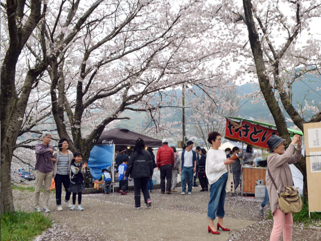 桜のトンネルで有名な流川桜並木に行って来ました 光る山里 隠れ別荘 うきは 小塩の灯り